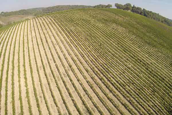 The rows of vines