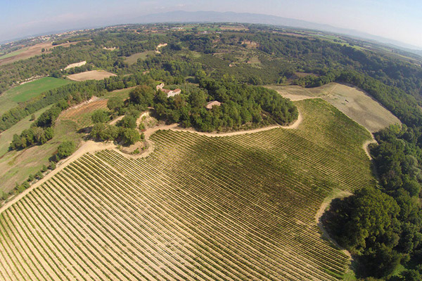 Overview of the Grecchi vineyard