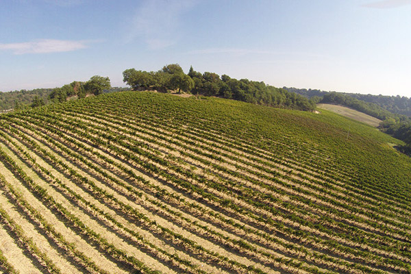 The vineyard of Podere Grecchi in Vitorchiano