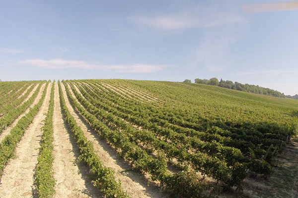 Detail of the Grecchi vineyard
