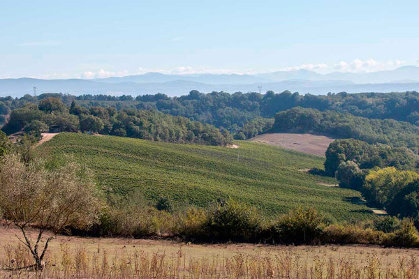 View of Podere Grecchi vineyards