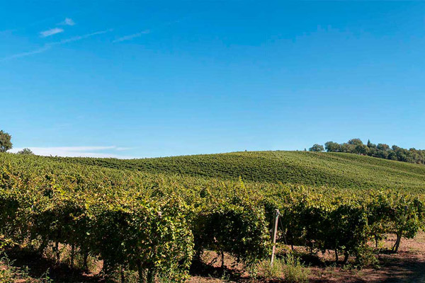 The rows of the Grecchi vineyard