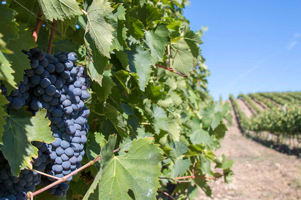The grapes are ready to be harvested