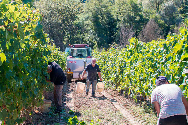The grape harvest
