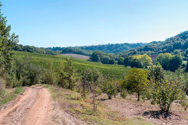 The rows of the Grecchi vineyard