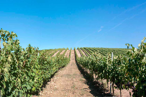 The grapes are ready to be harvested