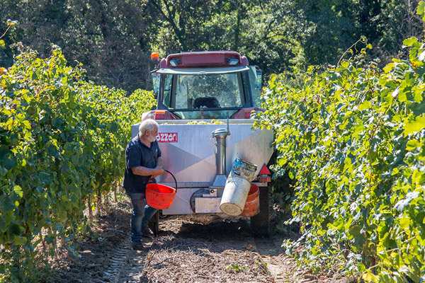 The grape harvest