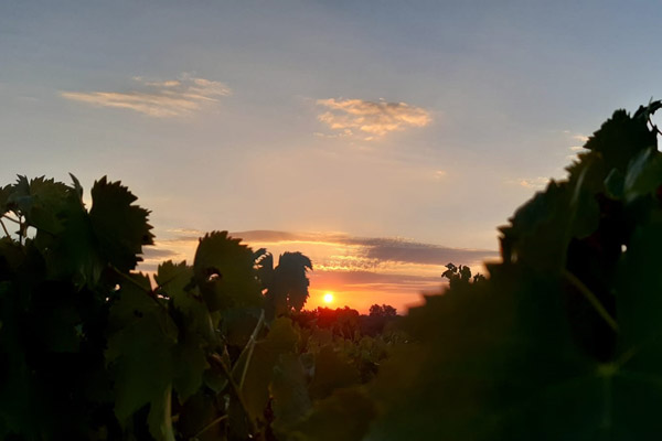 L'alba del Podere Grecchi