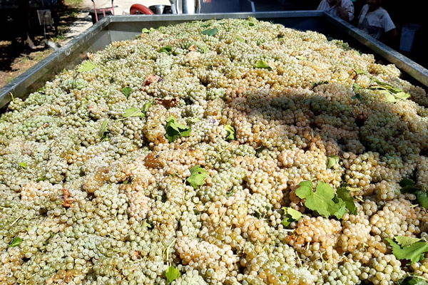 Il Grechetto